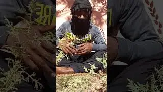 Ground SunGaze & Charge Up The EtherSuit !!! Oasis ChppaSuit ChppaSuit 
