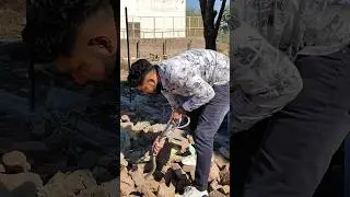 Rat snake rescue