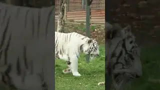 Op attitude shayari status || RKS TIGER || #shorts #trending #viral #attitude #whatsappstatus