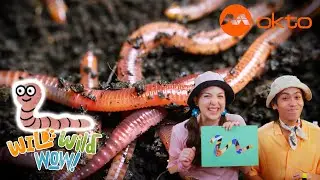 DISCOVER EARTHWORMS TOGETHER  and LEARN 😯🐍| Wild Wild Wow S3E13C | @mediacorpokto