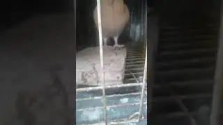 ৩ এপ্রিল, ২০২০