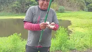 Pescaria raiz de traíra e lambari, mostrando curimatã.