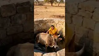 Brave Bull Jumps Into Well to Save Indian Woman,The Ending Will Shock You|A Miraculous Animal Rescue