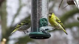 Ring-Pull&trade; voedersilo Nigerzaden - groen (200mm)