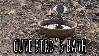 चिड़िया का spa | bird's spa 🤣#birds #nature #minivlog #petshub #petsrule #winter#winterbath #natural