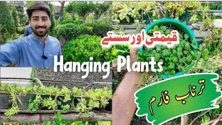 Top 5 Hanging Plants in Tarnab farms || Biggest nurseries in Pakistan.
