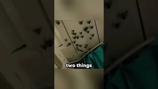 Spiders Can Fly Now!😲