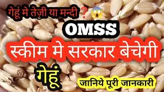 Omss स्कीम मे सरकारी बेच रहि गेहूं, इसका बाजार मे क्या असर जानिए.,