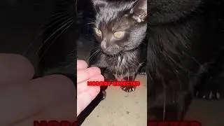 She Found A Stray Kitten. 10 Years Later, This Happened... 🐈&zwj;⬛🖤 #shorts #panther #rescue #loyalty