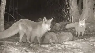 DenCam 5 [10] #wolf #fox #badgers #martens