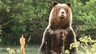 DSC Voices Strong Opposition to Cancelled Grizzly Hunts