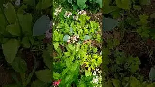 Японская Канделябровая примула