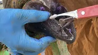 Veterinary Hoof Care 🐄 | Safe Hoof Cleaning & Nail Treatment