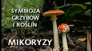 Symbioza grzyb&oacute;w i roślin - mikoryzy
