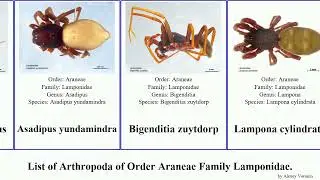 List of Arthropoda of Order Araneae Family Lamponidae. spider piccadilly Asadipus familylamponidae