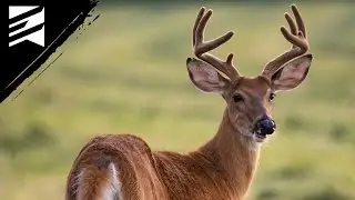 Timelapse of Deer Antlers Throughout the Summer!