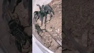 If it moves it dies  😵 🦗 #tarantualas #spiders #ambushpredator #shorts