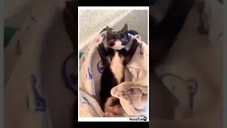 Cats Having the Best Stretch Moments 😺✨ | Funny Cat Clips Compilation