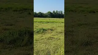 feral hog