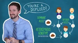 Dominant, Recessive, Incomplete Dominant, Codominant? What The Heterozygous Does This Mean?