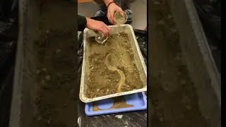Meandering River