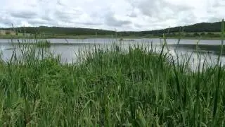 The booming bitterns of Leighton Moss (RSPB)