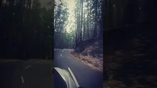 Vattavada jungle munnar jungleride forest