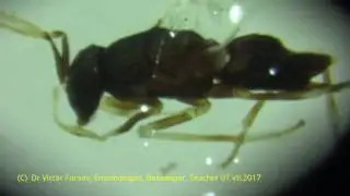 Under Microscope: Chalcid wasps Encyrtidae (Chalcidoidea) in Ankara, Turkiye