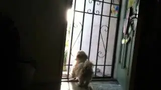 Separation Anxiety Pacing Puppy