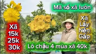 28-12-2025☎️0366 059 934📲mai chơi Tết rẻ tới nóc hàng chậu xã 40k xã lô 15k mã số cuối 