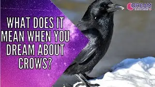 What Does It Mean When You Dream About Crows?