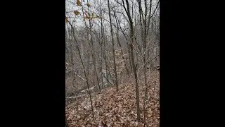 Next Turn Outdoors. Trail cam. Deer, Coon, Turkey. 11-10 to 11-18 2024