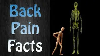 Chronic Back Pain Facts - The Facts About Back Pain - On Natural Remedies