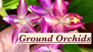 Ground Orchids/Spathoglottis orchid care||How to grow ground orchids?||HOMESCAPES