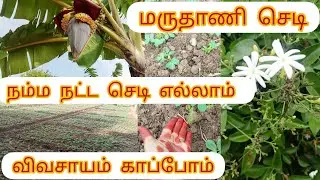 இந்த மருதாணி செடிக்கு வந்த சோதனை 🤦‍♀️  கிராமத்து வாழ்க்கை  ஒரு தனி அழகு தான் செடி கூட பேசுவோமா