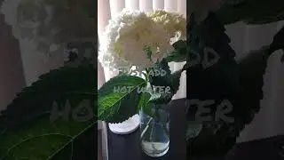 How to make Hydrangeas live longer | HOT WATER | Day 3 | @VIDEOLINGUA-USA