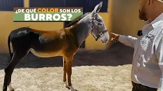 Los Colores de los Burros: &iexcl;La belleza escondida de estos incre&iacute;bles animales.