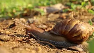 [FREE] Dancehall Riddim Instrumental 2021 - SNAIL BITE RIDDIM - EMOTIONAL TRAP TYPE BEAT
