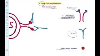 Toxic shock syndrome: super antigen exotoxin #biology #staphylococcus 
