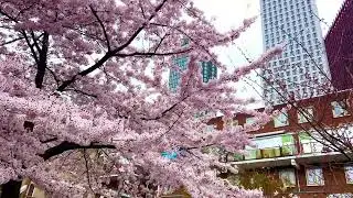 Spring blossom trees in the Rivierenbuurt in The Hague - 2025-03-28