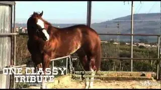 Stalloni - Mega Horses