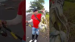 mancing pinggiran panen baby gt   #shortvideo #mancing #casting #viral