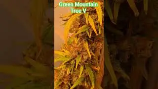 Wild Strawberry F1 week 8