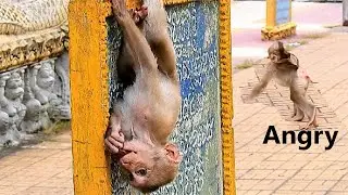 Monkey Rocky Is Angry at other Monkey and He Shows Wrinkle and Red Face Expression