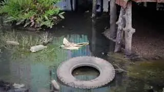 Solving the world's toilet shortage
