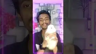 pat rabbit | pat  | rabbit shorts #shorts #trending #youtubeshorts #mdtanweersheikh #viral