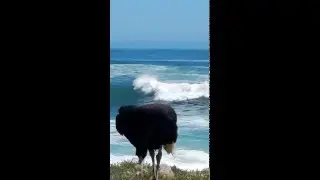 Cape of Good Hope Ostrich 2
