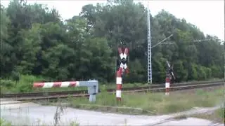 Eine Ferkeltaxe im Wald zwischen Lauta und Hosena