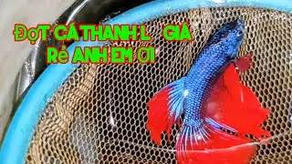 Tiếp tục đợt cá mới anh em ơi chúc anh em xem video vui vẻ nhé 🥰🥰