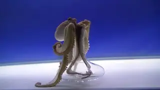 Graceful Octopus Retrieves Fish From Beaker